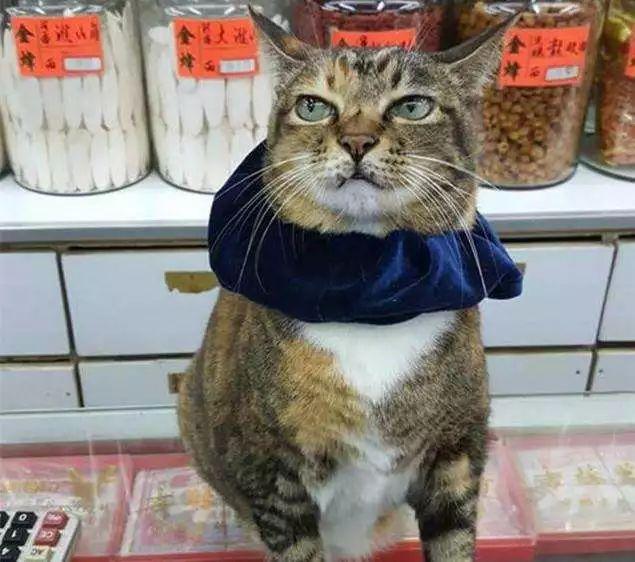主人讓貓咪幫忙賣菜，貓咪卻只顧舒服睡覺，鏟屎官巧施妙計攬客