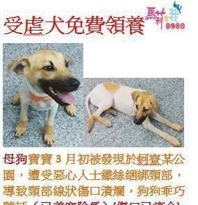 感人！「你不要怕，爸爸陪你走」謝謝你陪狗狗走完最後一程