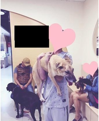 感人！「你不要怕，爸爸陪你走」謝謝你陪狗狗走完最後一程