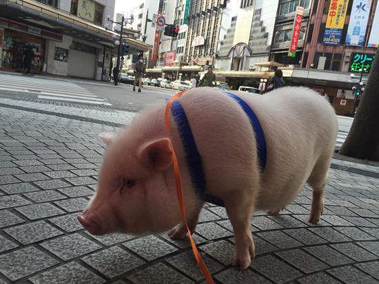你還吃得下麼，讓豬當豬肉店的吉祥物醉了「豬哥哥千萬別吃太胖」 