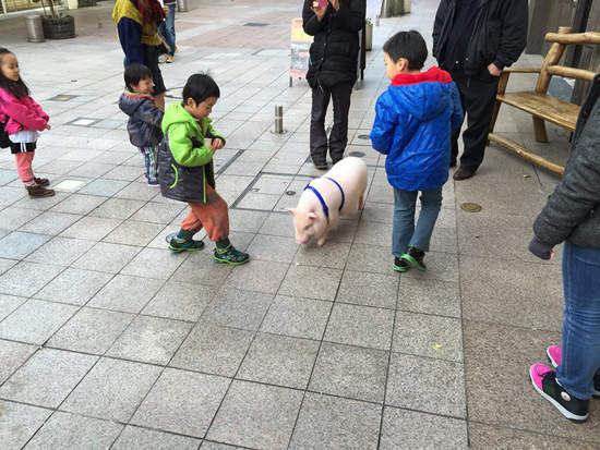 你還吃得下麼，讓豬當豬肉店的吉祥物醉了「豬哥哥千萬別吃太胖」 