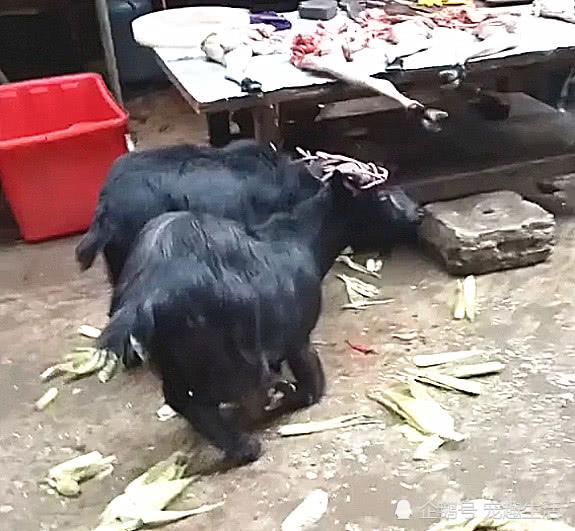 山羊要被宰殺，突然朝著屠夫跪下，摸了下肚子，把刀放下了