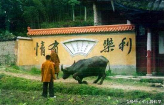 山羊要被宰殺，突然朝著屠夫跪下，摸了下肚子，把刀放下了
