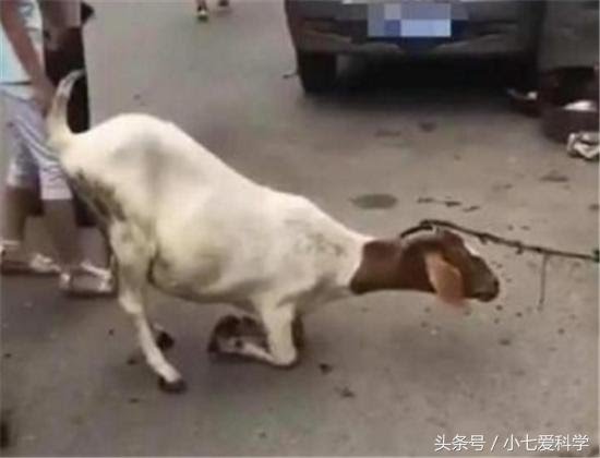 山羊要被宰殺，突然朝著屠夫跪下，摸了下肚子，把刀放下了