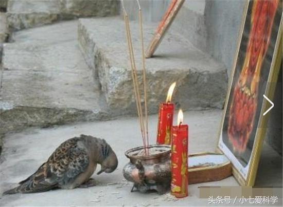 山羊要被宰殺，突然朝著屠夫跪下，摸了下肚子，把刀放下了