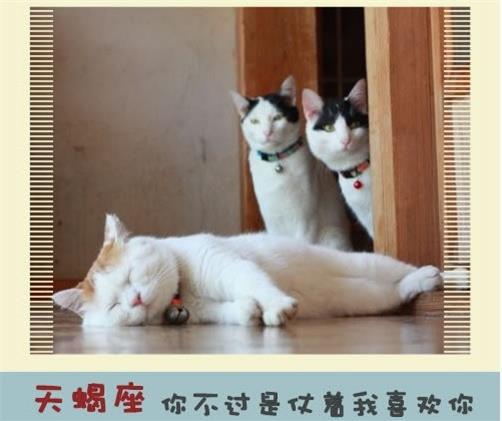 十二星座永遠不會說的心裡話!