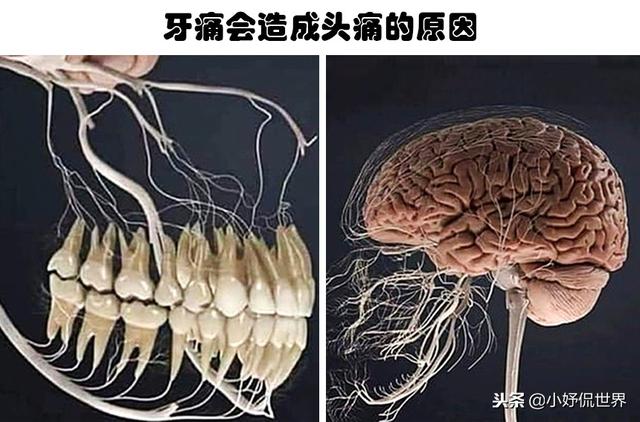教科書裡看不到的「23張」人體圖片，要比課本里更加有趣得多 