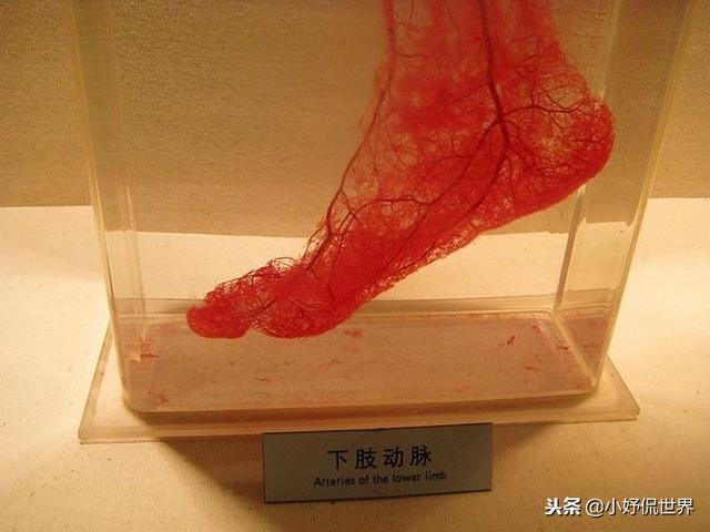 教科書裡看不到的「23張」人體圖片，要比課本里更加有趣得多 