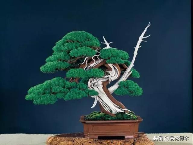 樹樁盆景的葉片控制的五種手法