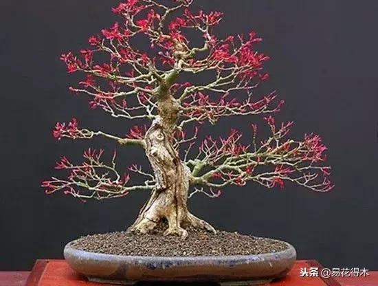 樹樁盆景的葉片控制的五種手法