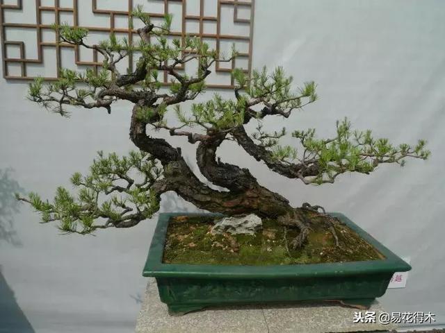 樹樁盆景的葉片控制的五種手法