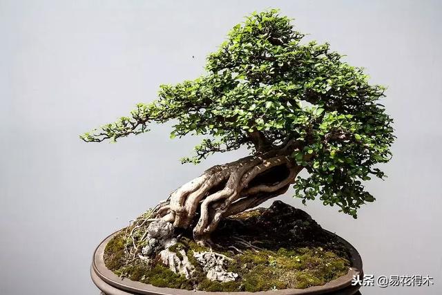 樹樁盆景的葉片控制的五種手法