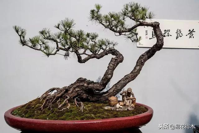 樹樁盆景的葉片控制的五種手法