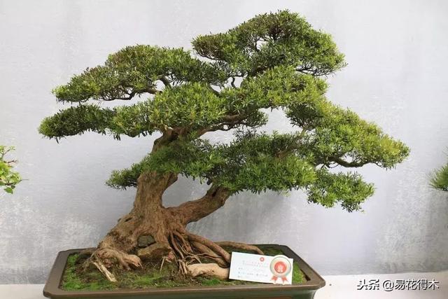 樹樁盆景的葉片控制的五種手法