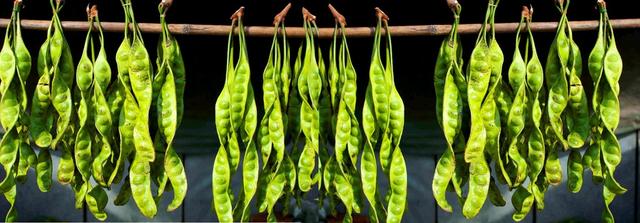 臭豆(Petai)包含三種類天然糖可以用於治療心髒病、糖尿病、血壓、便秘腎病和驅除兒童體內的蛔蟲等等 – 哈哈大笑