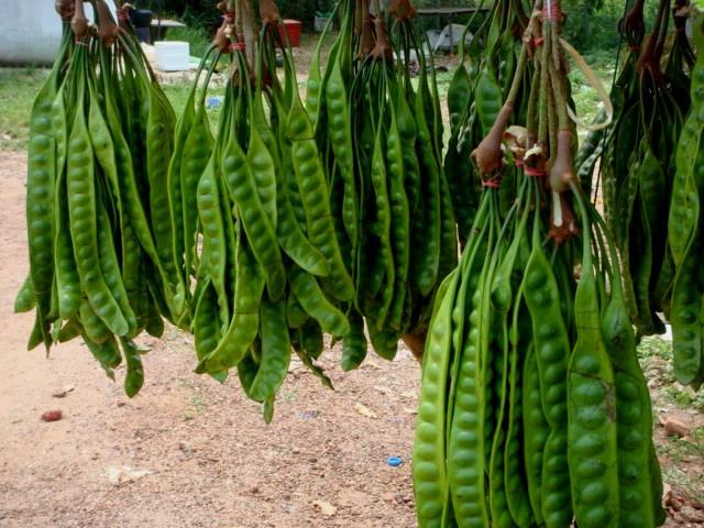 臭豆(Petai)包含三種類天然糖可以用於治療心髒病、糖尿病、血壓、便秘腎病和驅除兒童體內的蛔蟲等等 – 哈哈大笑