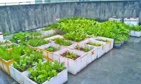 吳大媽養花10年，撿「泡沫箱」有3個妙用，家裡變成「小花園」