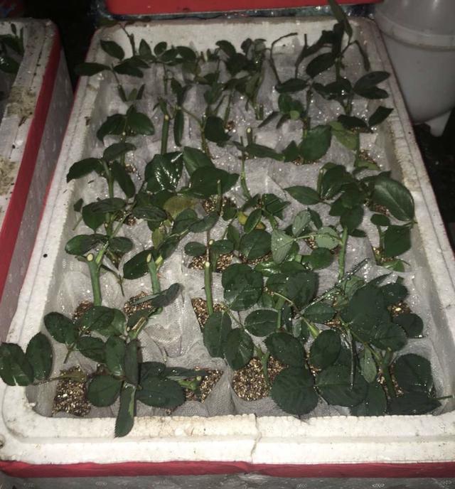 吳大媽養花10年，撿「泡沫箱」有3個妙用，家裡變成「小花園」