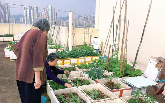 吳大媽養花10年，撿「泡沫箱」有3個妙用，家裡變成「小花園」