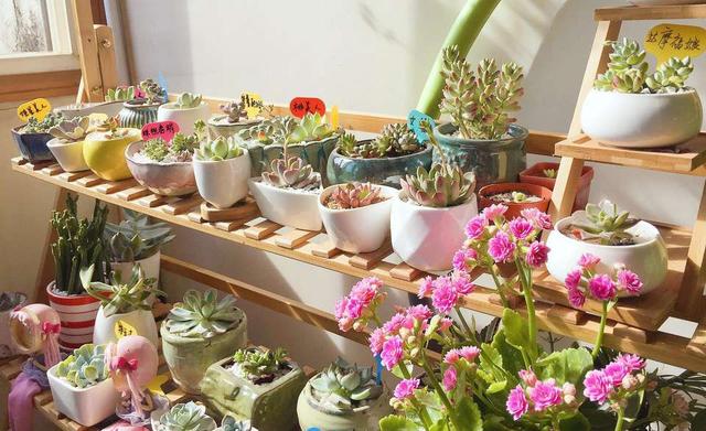 吳大媽養花10年，撿「泡沫箱」有3個妙用，家裡變成「小花園」
