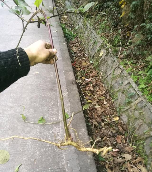 這種「野果子」益氣補虛，家裡養1盆，採摘食用，家人都「健康」