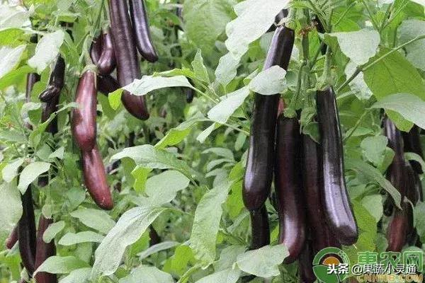 茄子的種植要點及注意事項你都清楚嗎？