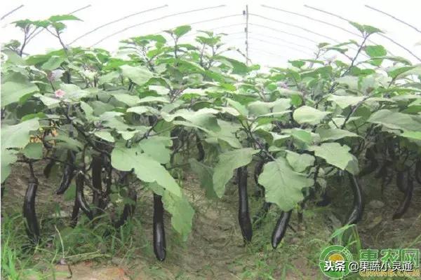 茄子的種植要點及注意事項你都清楚嗎？