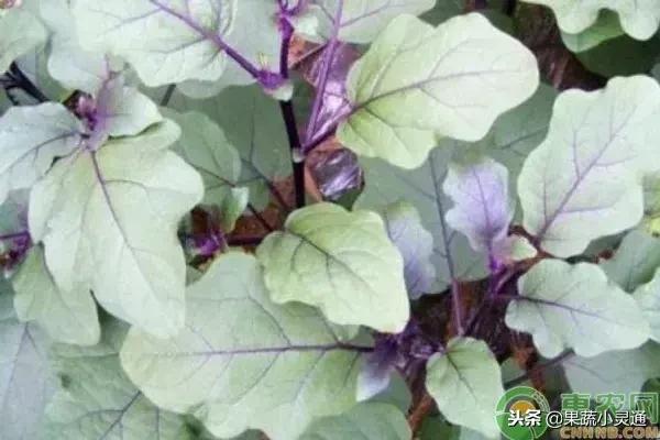 茄子的種植要點及注意事項你都清楚嗎？