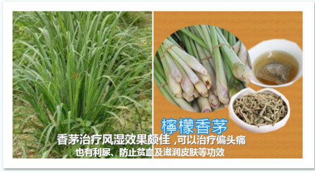 香茅治療風濕效果頗佳，可以治療偏頭痛，抗感染，改善消化功能