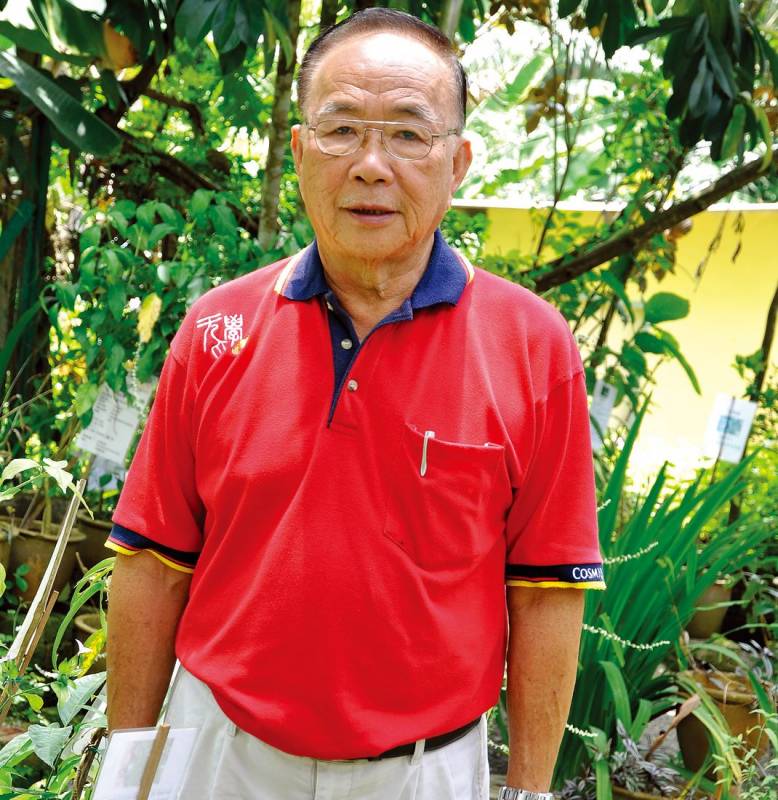 萬病仙草「苦王穿心蓮 」民間流傳的七葉救主！可治發燒、感冒、血壓高、喉嚨痛！
