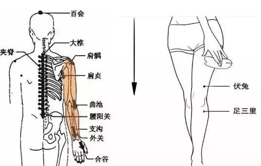 刮痧經絡排毒，讓你補得更有效！