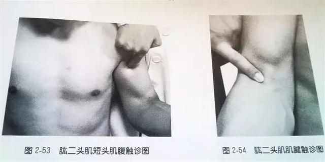 肩部疼痛圖解（很珍貴）