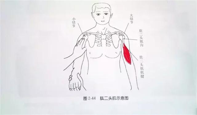 肩部疼痛圖解（很珍貴）