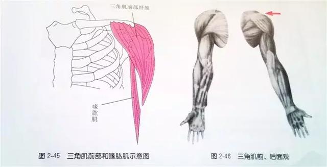 肩部疼痛圖解（很珍貴）