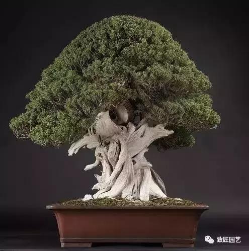 盆景造型基礎技法：九種盆景催老的「變態」技法