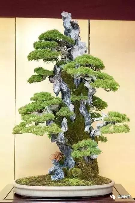 盆景造型基礎技法：九種盆景催老的「變態」技法