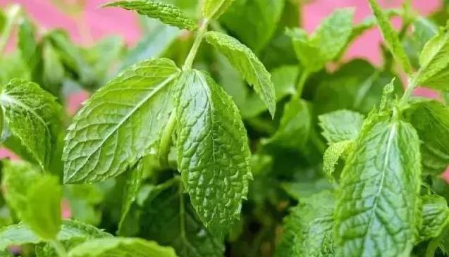 薄荷對人們的10大益處，家裡廚房、陽台都要種一盆！