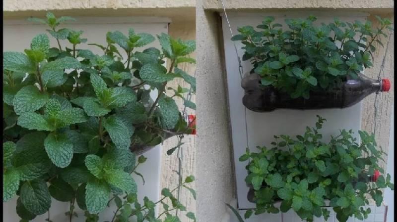 薄荷對人們的10大益處，家裡廚房、陽台都要種一盆！
