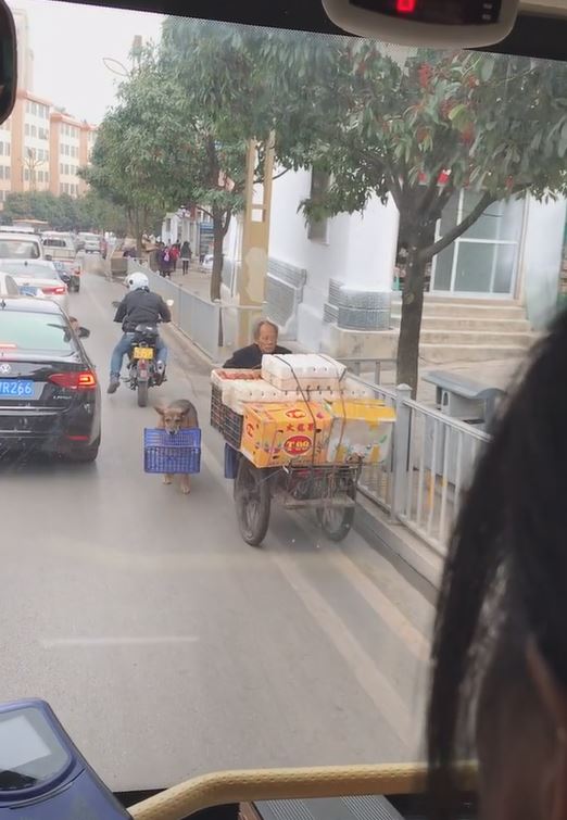 把拔工作好辛苦！懂事汪緊跟「幫忙提籃子」　網鼻酸：旁邊還有一隻...  