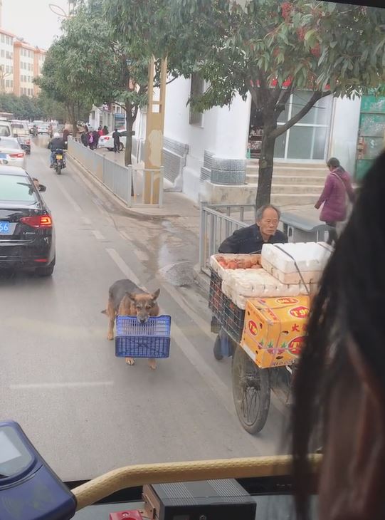 把拔工作好辛苦！懂事汪緊跟「幫忙提籃子」　網鼻酸：旁邊還有一隻...  