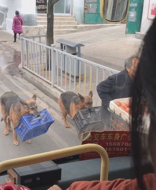 把拔工作好辛苦！懂事汪緊跟「幫忙提籃子」　網鼻酸：旁邊還有一隻...  