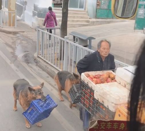 把拔工作好辛苦！懂事汪緊跟「幫忙提籃子」　網鼻酸：旁邊還有一隻...  