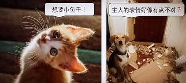 養寵物到底是貓好還養狗好，對許多人來說都是一件「世紀」難題 