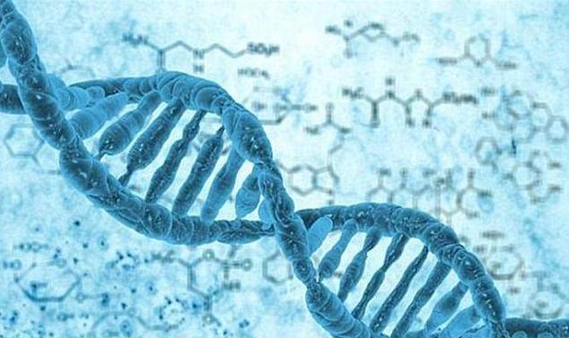 世界上最小的狗，被克隆49次，科學家：能分清算我輸 