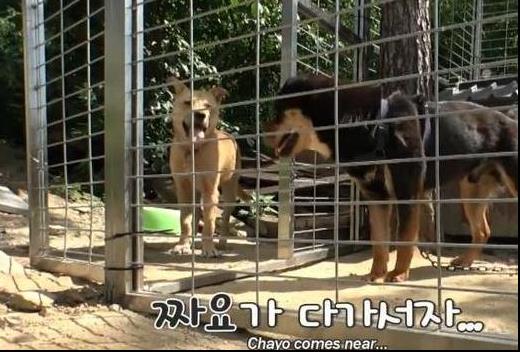 浪汪被收養超懼怕主人，離家出走一個月有家不敢回，主人：我真的很愛它！