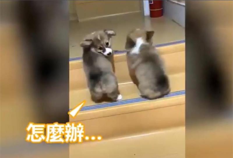 兩隻小柯基爬臺階，其中一隻甘心當踏板，最後被無情拋棄，對話萌翻了！