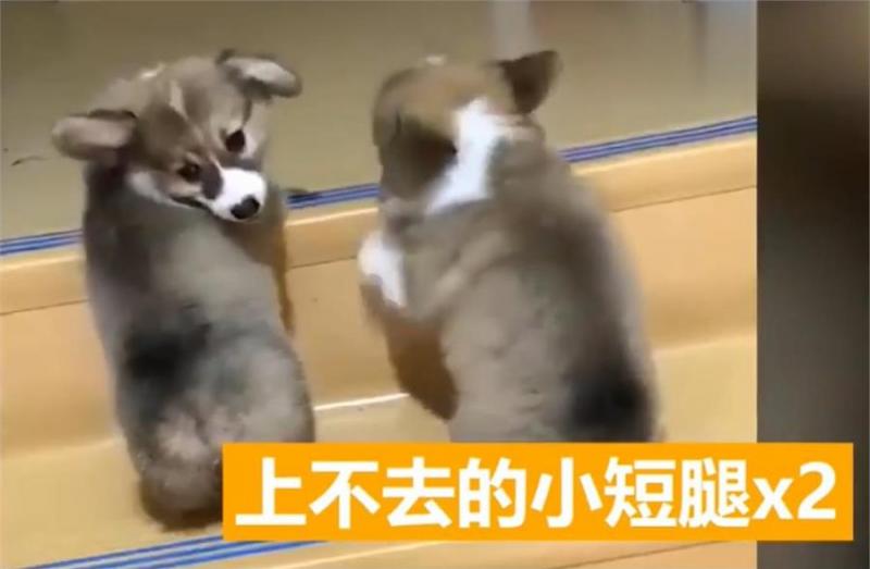 兩隻小柯基爬臺階，其中一隻甘心當踏板，最後被無情拋棄，對話萌翻了！