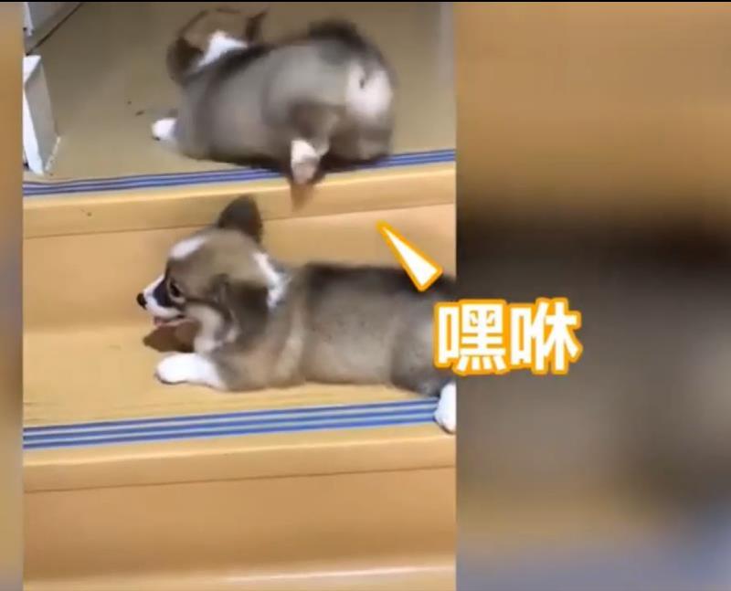 兩隻小柯基爬臺階，其中一隻甘心當踏板，最後被無情拋棄，對話萌翻了！