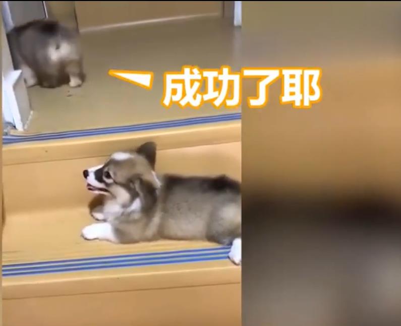 兩隻小柯基爬臺階，其中一隻甘心當踏板，最後被無情拋棄，對話萌翻了！