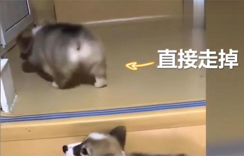 兩隻小柯基爬臺階，其中一隻甘心當踏板，最後被無情拋棄，對話萌翻了！